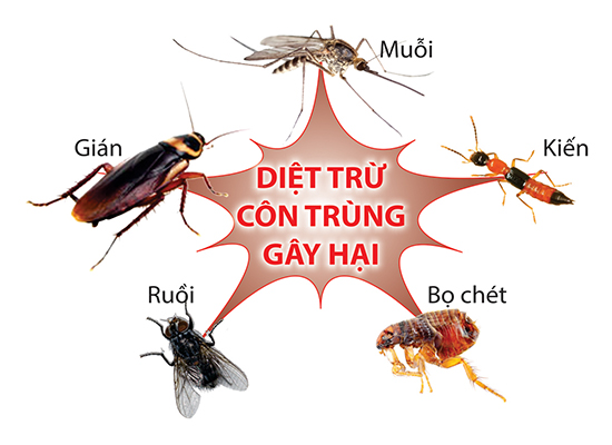 Dịch Vụ Diệt Côn Trùng Gây Hại